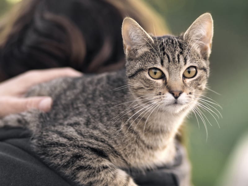 West Coast Veterinary Services in Stephenville