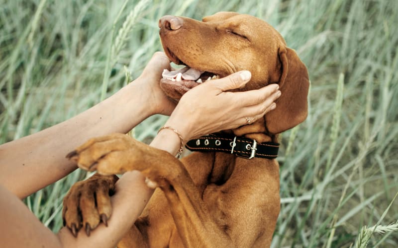 Dental Care, Stephenville Vet