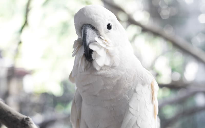 Avian & Exotic Pet Services, Stephenville Veterinarians